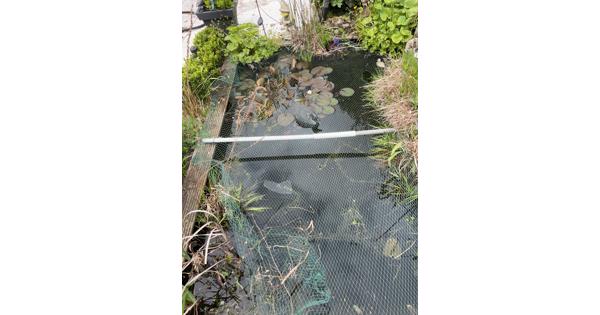 Goudvissen en waterplanten 