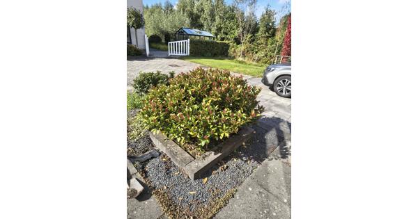 Gratis af te halen en zelf uitgraven. Skimmia