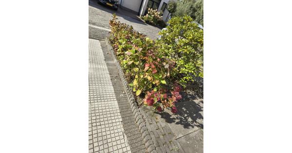 Rijtje Hortensias