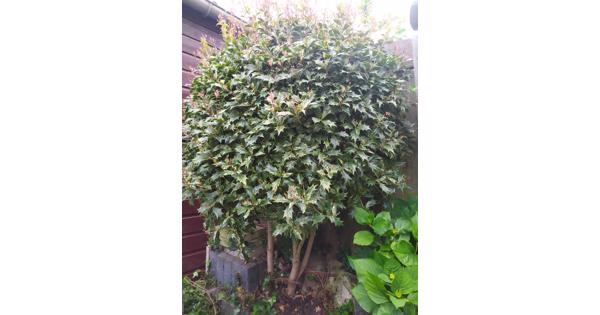 Hulst boomop stam (Ilex aquifolium)