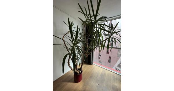 YUCCA 2,6m hoog