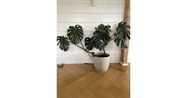 Gaten plant (Monstera) met sierpot 