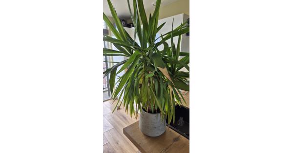 Plant met pot