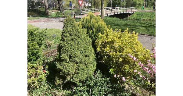 Diverse struiken (6 in totaal) gratis af te halen, zelf uit voortuin verwijderen!