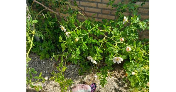 Rosa multiflora veelbloemige roos
