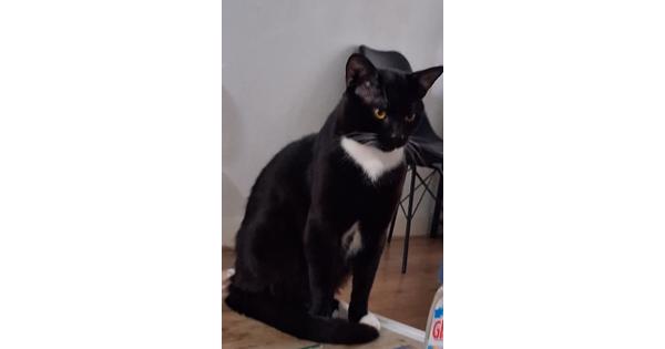 zwartwitte kater