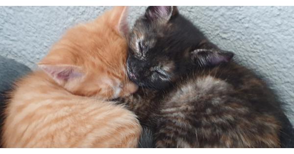 4 kittens van 7 weken 