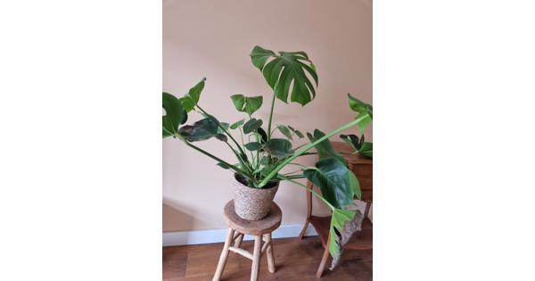 Monstera kamerplant
