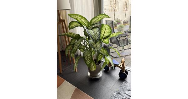 Kamerplant Dieffenbachia - 120 cm hoog
