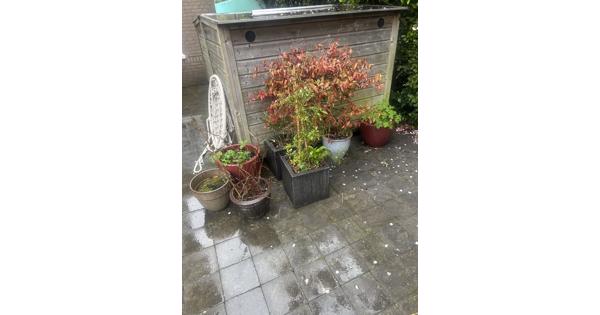 Potten met planten 