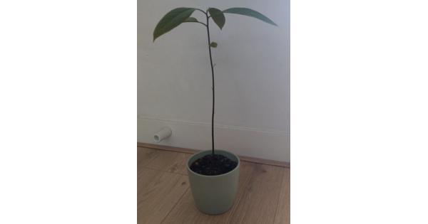 Avocado Plantje