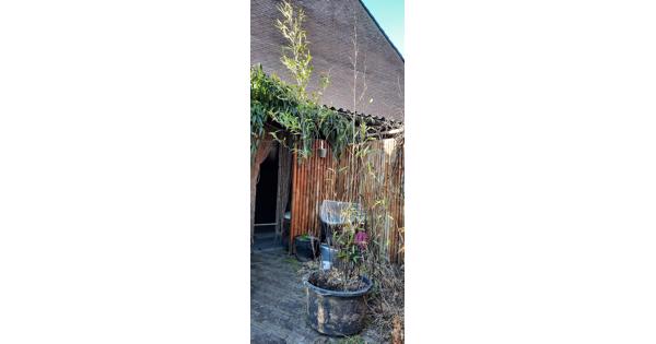 Vlinderstruik wit en bamboe in kuip