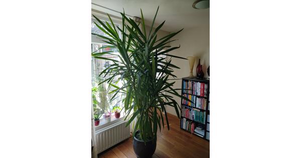 Yucca, grote kamerplant