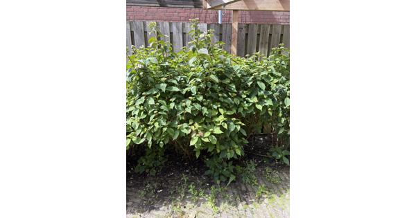 Grote hortensia struiken