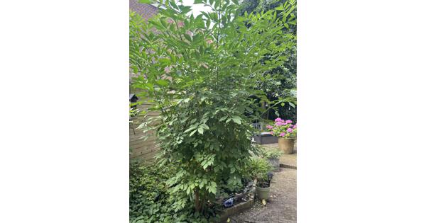 Vlierboom ca 3 m hoog