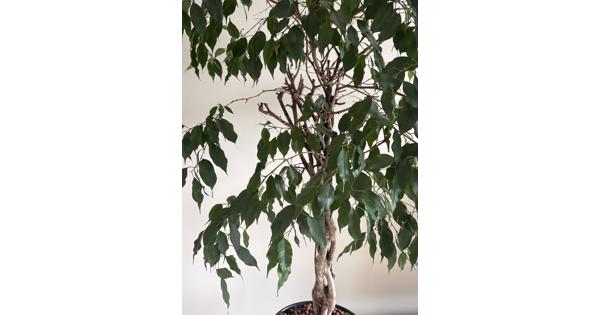 Ficus Benjamins met gedraaide stam