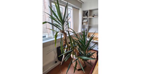 Grote yucca-plant
