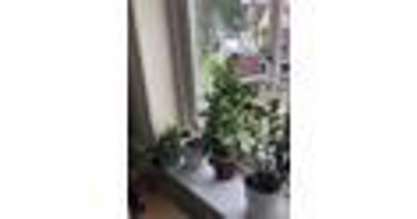 15 planten, Gratis af te halen in verband met verhuizing