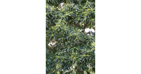 tamme kastanje zaailingen