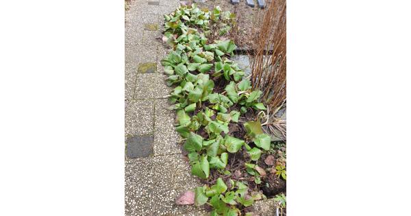 Schoenlappersplanten 