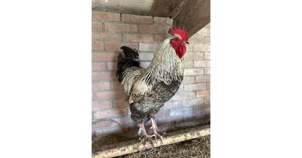Harry de Haan zoekt een nieuw huis