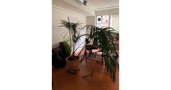 Grote kamerplant