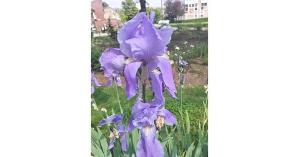 Tuinplanten
