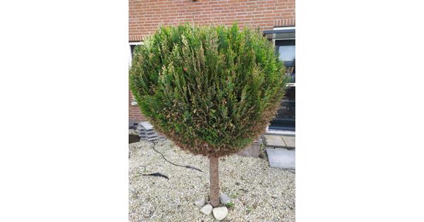 2x conifeer boompje bol op stam