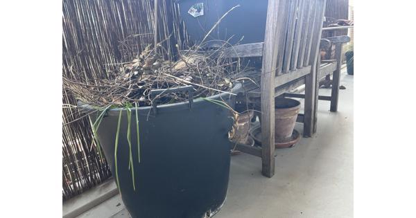 Tuinmeubilair (teak stoelen, potten en klimrekken)