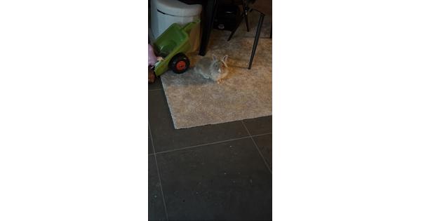 Leeuwekopje dwergkonijn plus kunststof buitenhok