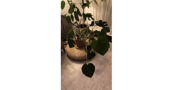 Gatenplant die voor mij te groot wordt wil ik graag aan een plantenliefhebber geven.