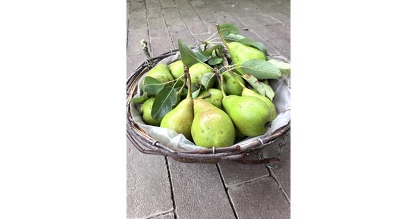 Gratis peren plukken!