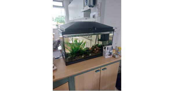 Leuke bak met guppies