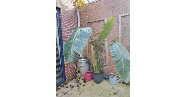 Grote kamerplant