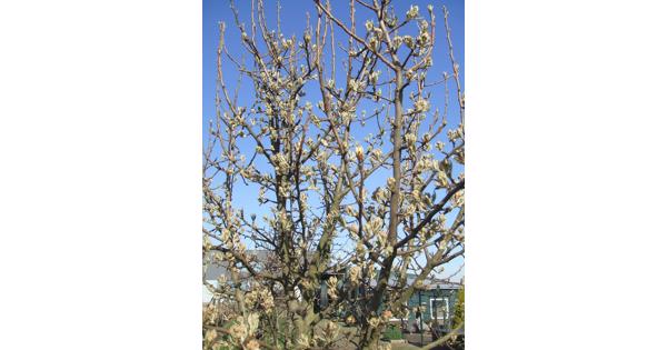 openhaardhout van fruitbomen