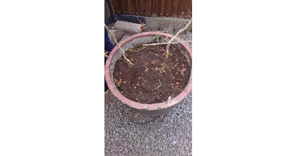 Bloempot annex antieke gietbeker