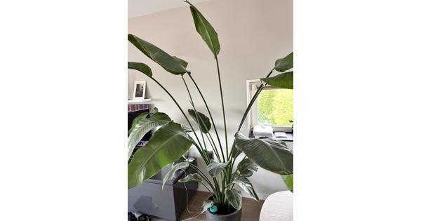 Prachtige plant!