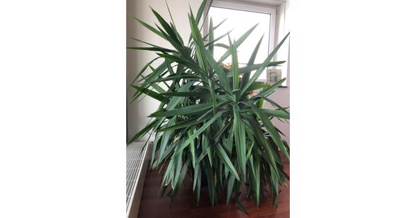 Grote Binnenplant / Big Healthy Plant