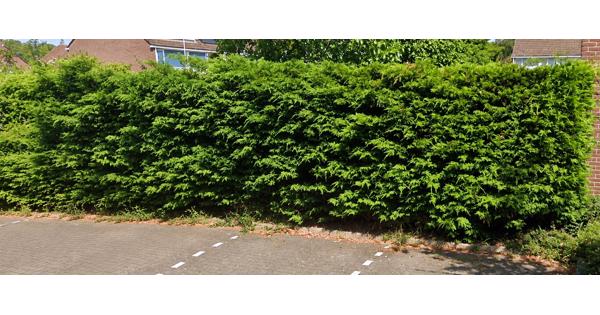 GRATIS AF TE HALEN (Vanaf 14 okt): 16 meter coniferenhaag (~2m hoog) - Zoetermeer