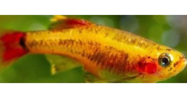 Goudelritsen vijvervissen