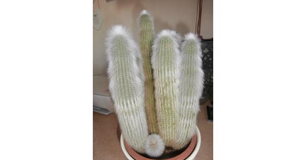 5 stuks cactusen  in pot