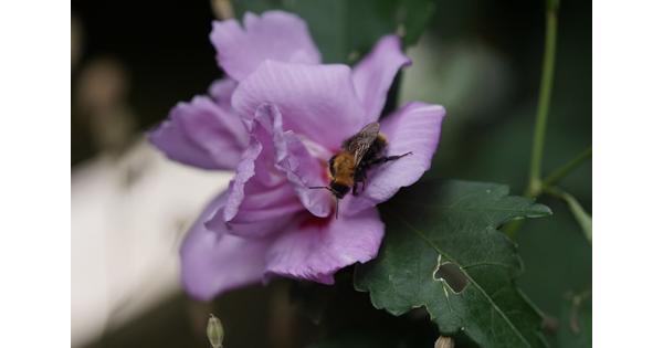 Stek van de hibiscus, gifvrij (voor de insecten)