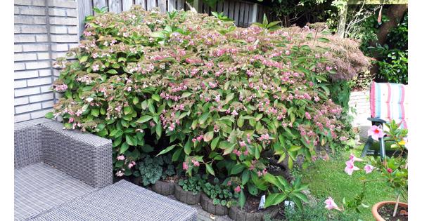 Roze hortensia serrata