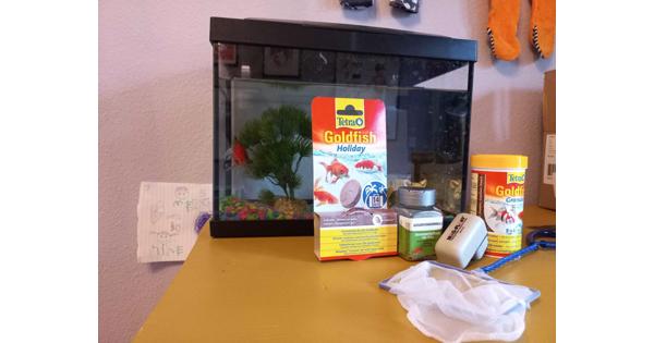 Aquarium met goudvis, inclusief toebehoren