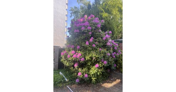 Prachtige grote Rhodondendron