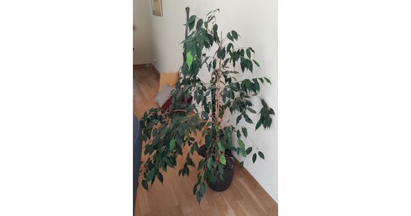 Grote huiskamerplant