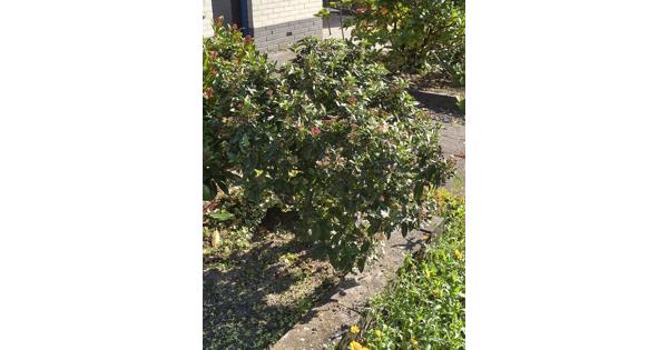 Viburnum, Af te halen en zelf uitgraven