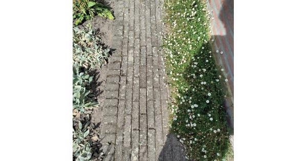 Mooie waaltjes voor in de tuin