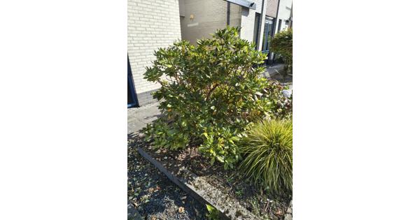 Rododendron, af te halen en zelf uitgraven.