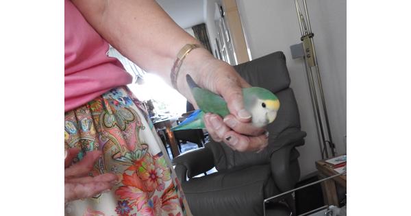 Gezocht vogelkooi kleine parkiet